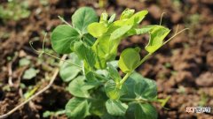 【种植】豌豆苗的种植方法和时间