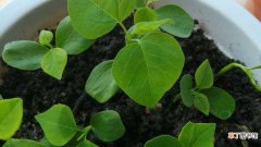 【黄豆】小盆栽种黄豆的方法