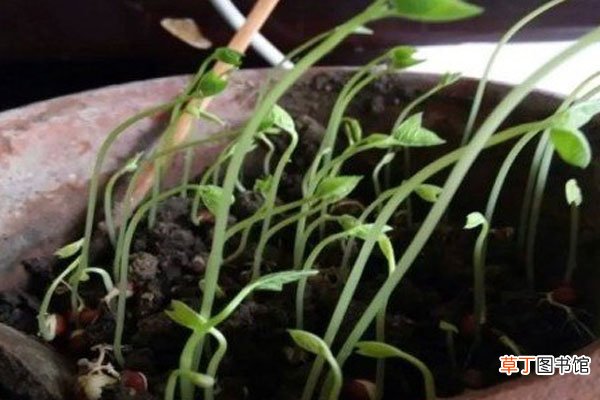 【花卉大全】小学生在家怎么种红豆