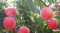 【桃】水蜜桃几月份成熟