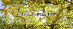【树】柠檬树几月份移栽成活率高