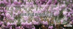 【植物】抗冻的盆栽植物花卉