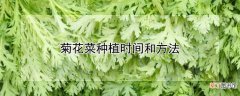 【花】菊花菜种植时间和方法