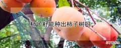 【柿子树】柿子籽能种出柿子树吗