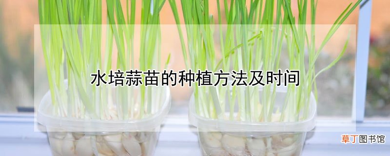 【种植】水培蒜苗的种植方法及时间