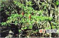 【花卉大全】中国特有种：太白红杉