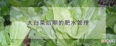 【花卉大全】大白菜后期的肥水管理