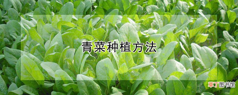 【种植】青菜种植方法
