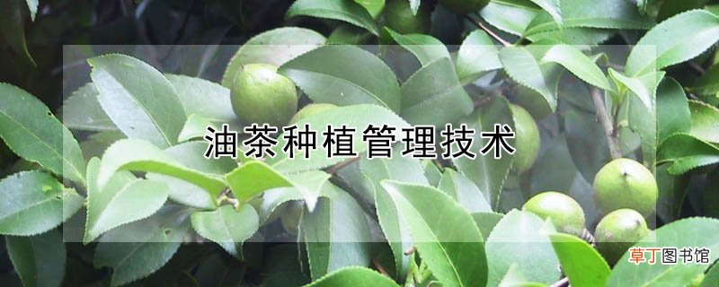 【种植】油茶种植管理技术