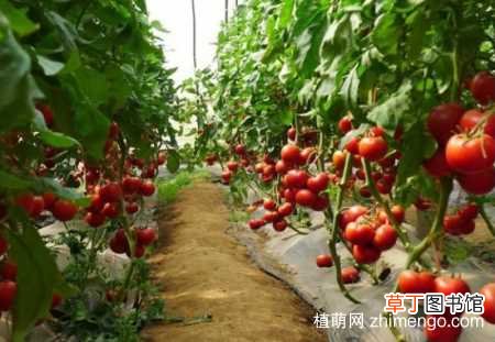 【西红柿】养殖西红柿的注意事项