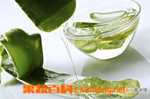 【芦荟】芦荟汁怎么做 芦荟汁的做法