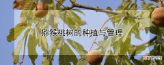【桃】猕猴桃树的种植与管理