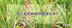 【种植】冬小麦的种植和管理技术
