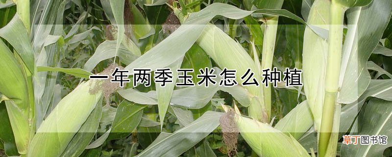 【种植】一年两季玉米怎么种植