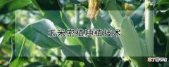 【种植】玉米密植种植技术