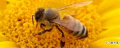 蜜蜂怎么育王全部过程？