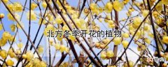【冬季】北方冬季开花的植物