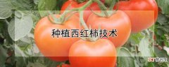 【西红柿】种植西红柿技术