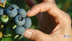 蓝莓什么季节成熟