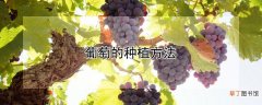 【种植】葡萄的种植方法