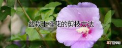 【木槿】盆栽木槿花的剪枝方法