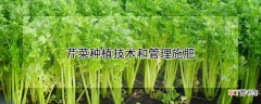 【种植】芹菜种植技术和管理施肥