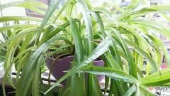 【植物】净化甲醛的植物有哪些