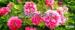 【花】我国四大名花