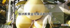 【品种】维纳斯黄金苹果品种介绍