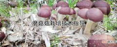 【栽培】磨菇菇栽培技术指导