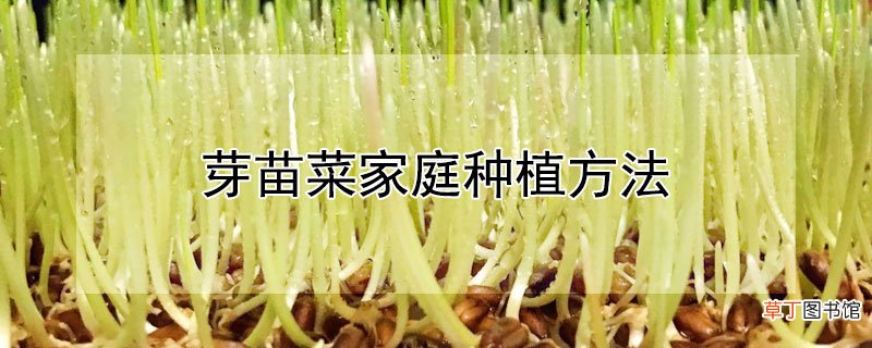 【种植】芽苗菜家庭种植方法