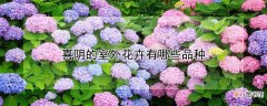 【花卉】喜阴的室外花卉有哪些品种