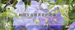 【花】耐阴又容易开花的爬藤