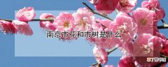 【树】南京市花和市树是什么