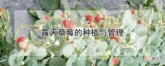 【种植】露天草莓的种植与管理