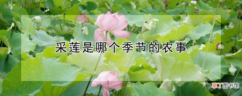 【季节】采莲是哪个季节的农事