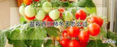 【西红柿】盆栽西红柿冬天怎么过