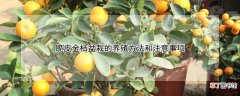 【养殖】脆皮金桔盆栽的养殖方法和注意事项