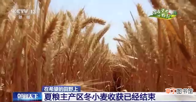 夏粮主产区冬小麦收获已结束 现代科技保障粮食稳产提质