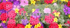 【季节】美女樱什么季节开花