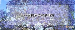 【花】蓝花楹树适合种的地方