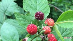 【树莓】树莓的种植方法
