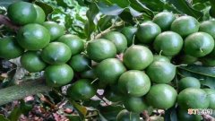 【树】夏威夷果是什么树的果实