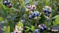 【品种】蓝莓有哪些品种