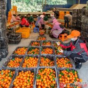 到2025年种植面积2000万亩 果农人均年收入突破1万元丨广西出台推进水果产业高