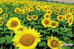 【太阳花】向日葵和太阳花的区别是什么 怎样分辨这两种植物
