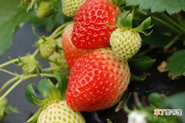 【季节】草莓什么季节成熟