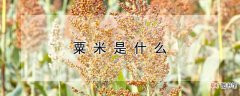 【花卉大全】粟米是什么