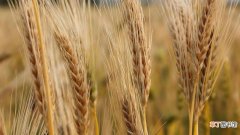 【小麦】大麦与小麦的区别