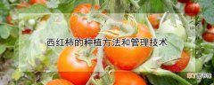 【种植】西红柿的种植方法和管理技术